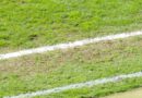 rasen KSC stadion